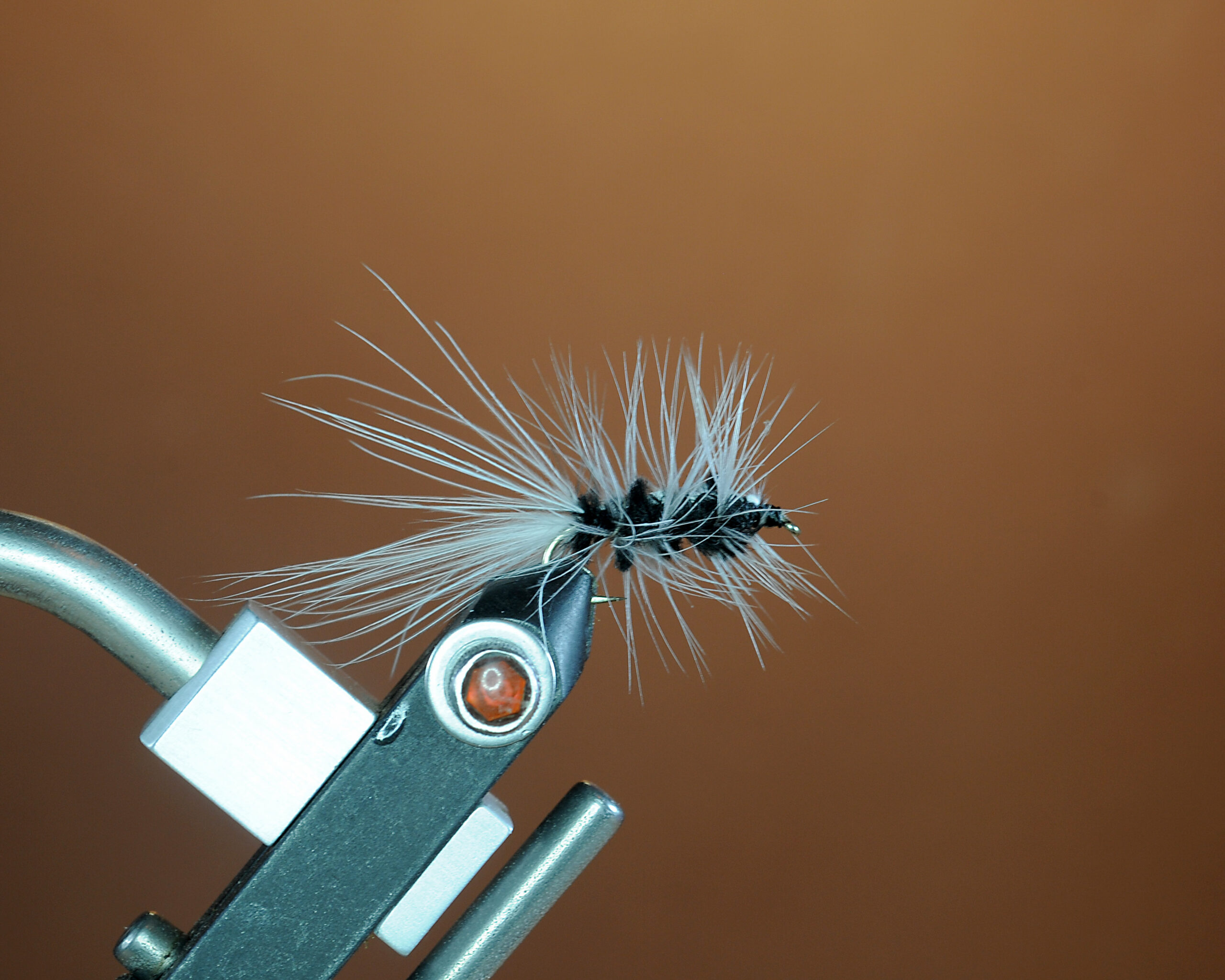 Skunk Woolly Worm